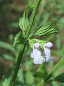 Salvia reflexa